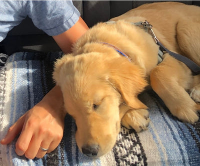 Multitasking while napping