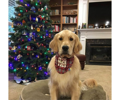What to get your human for Christmas