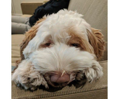 Dealing with the paparazzi