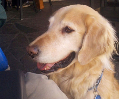 Sure-fire tricks to get treats from humans.