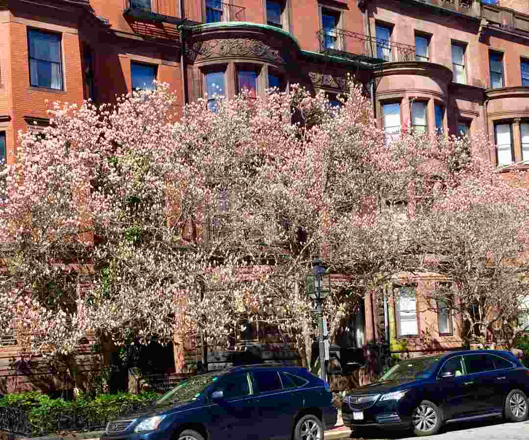 DAY 30, Apr. 15 - Spring comes to Boston