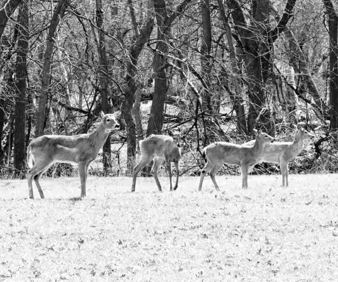 DAY 26 & 27, Apr. 11, 12 - Lockdown in Iowa